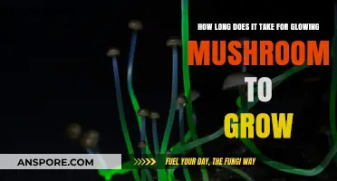 Growing Glowing Mushrooms: Timeframe for Bioluminescent Fungi Cultivation