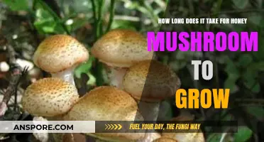 Honey Mushrooms Growth Timeline: From Spores to Harvest Explained