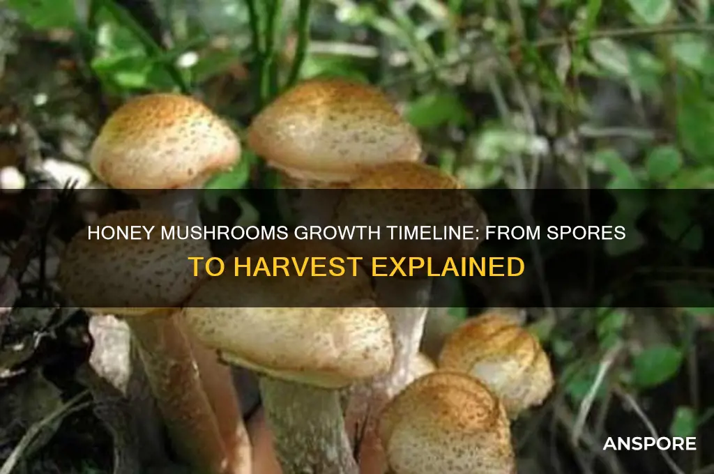 how long does it take for honey mushrooms to grow