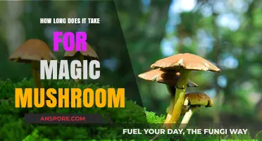 Magic Mushrooms: Understanding the Duration of Their Effects and Onset
