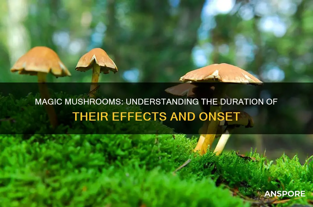how long does it take for magic mushroom