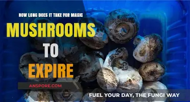 Magic Mushrooms Shelf Life: How Long Do They Stay Potent?