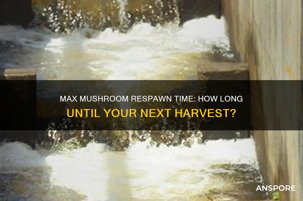 how long does it take for max mushrooms to respawn