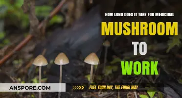 Medicinal Mushrooms: Understanding the Timeline for Their Therapeutic Effects