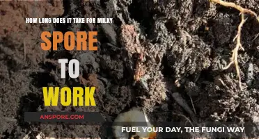 Milky Spore's Timeline: How Long Until It Controls Grubs Effectively?