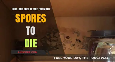 How Long Do Mold Spores Survive? Understanding Their Lifespan and Eradication