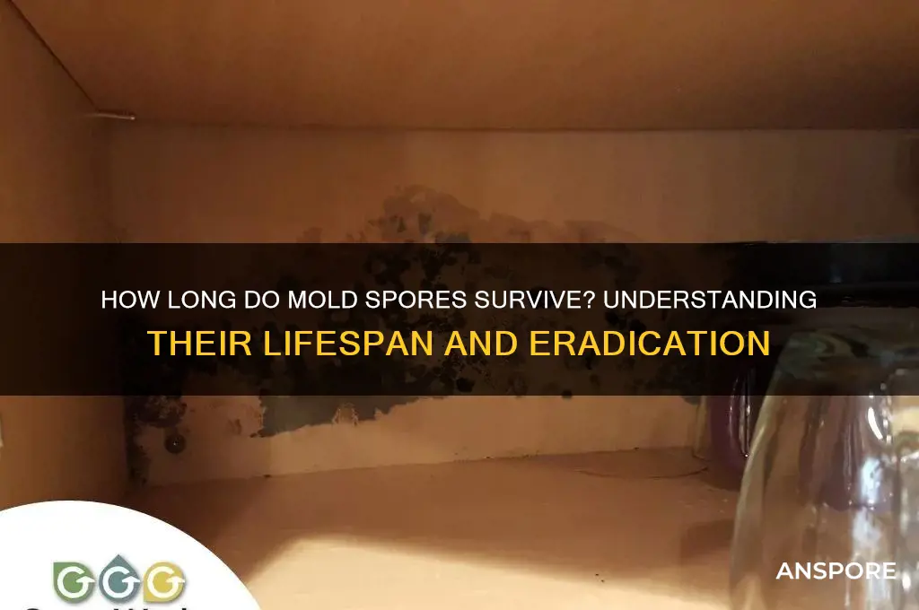 how long does it take for mold spores to die