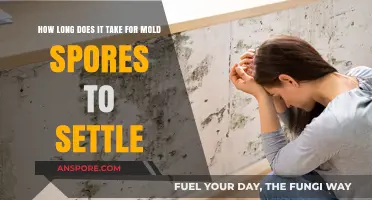 Understanding Mold Spores: Settling Time and Prevention Tips