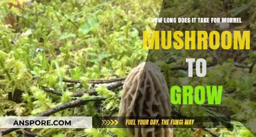 Growing Morel Mushrooms: Understanding Their Unique Growth Timeline