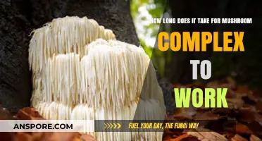 How Long Does Mushroom Complex Take to Show Results?