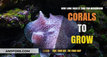 Mushroom Coral Growth Timeline: Understanding Their Slow Development Process