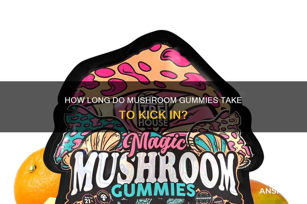 how long does it take for mushroom gummies to hit