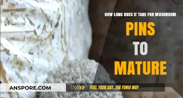 Mushroom Pins to Maturity: Understanding the Growth Timeline
