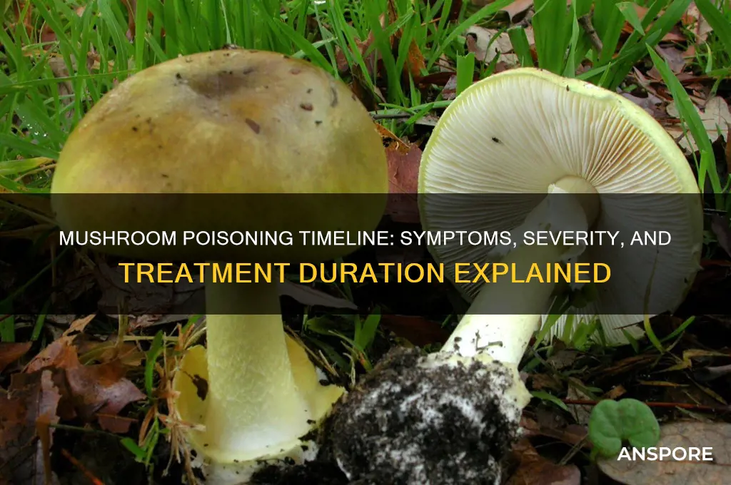 how long does it take for mushroom poisoning