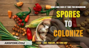 Mushroom Spores Colonization Timeline: Understanding the Growth Process