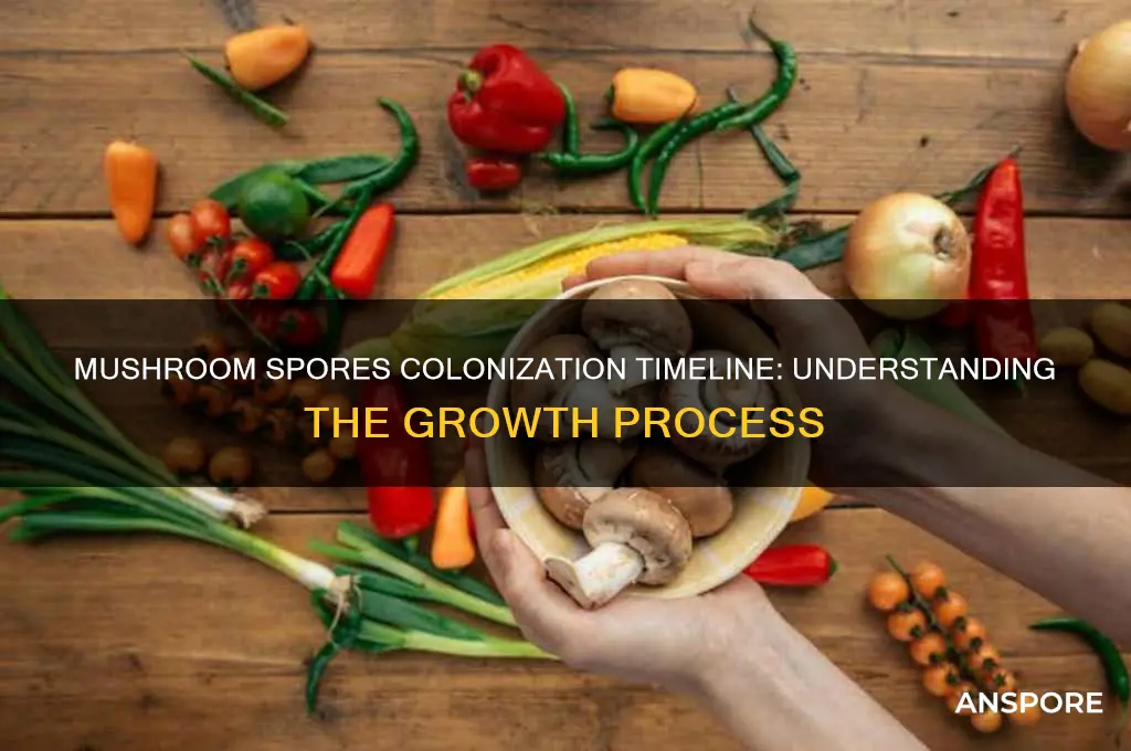 how long does it take for mushroom spores to colonize