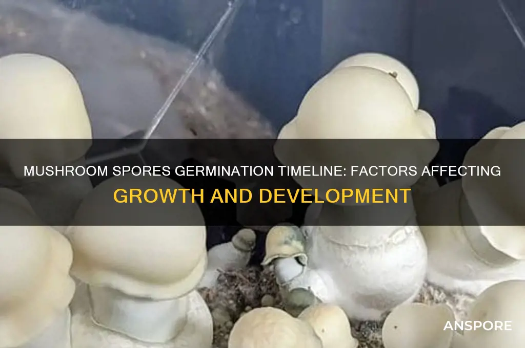 how long does it take for mushroom spores to germinate