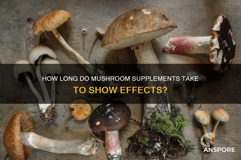 how long does it take for mushroom supplements to work