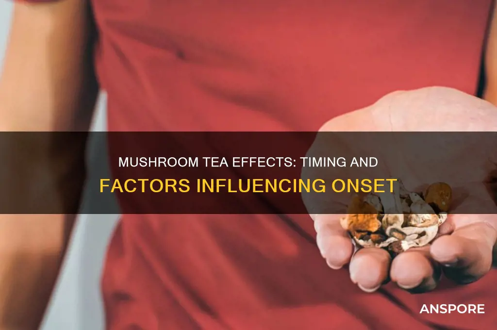 how long does it take for mushroom tea to work