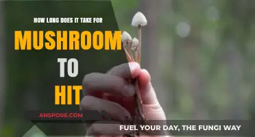 How Long Does It Take for Mushrooms to Kick In?