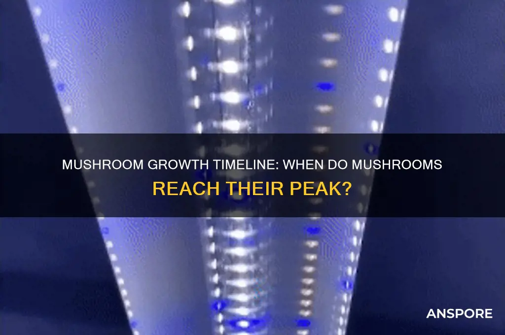 how long does it take for mushrooms ro peak