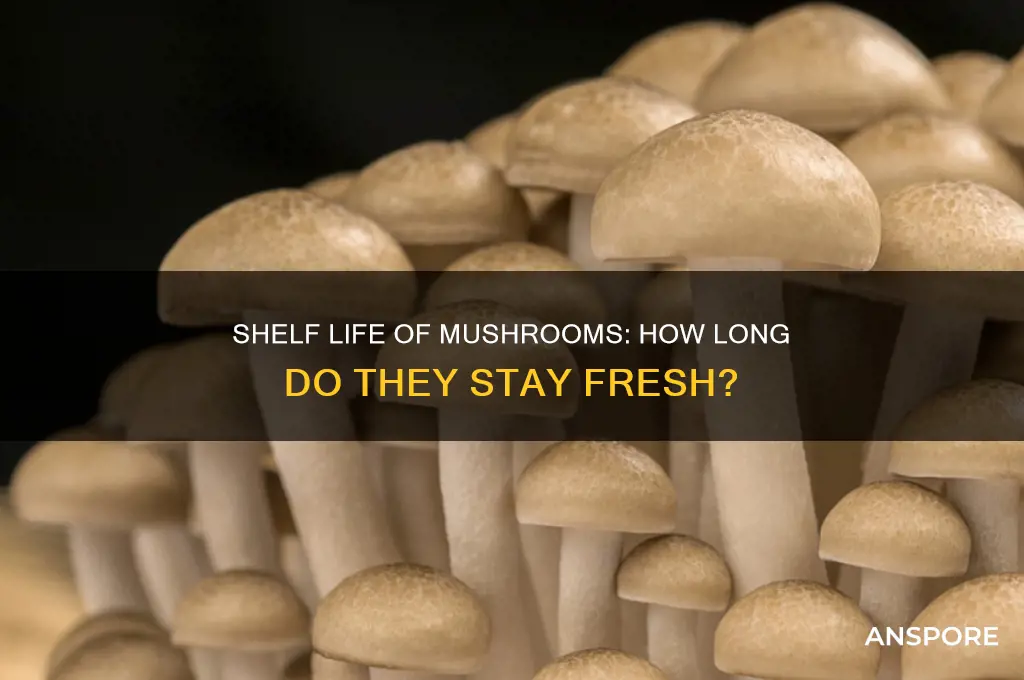how long does it take for mushrooms to expire