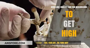 How Long Does It Take for Mushrooms to Induce a High?