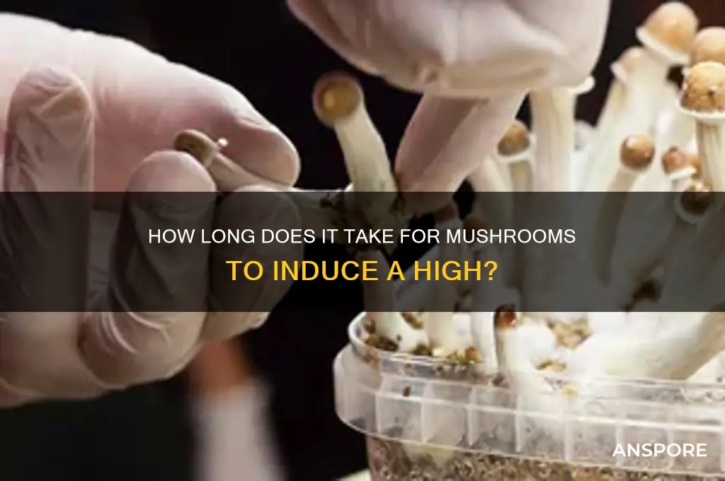 how long does it take for mushrooms to get high