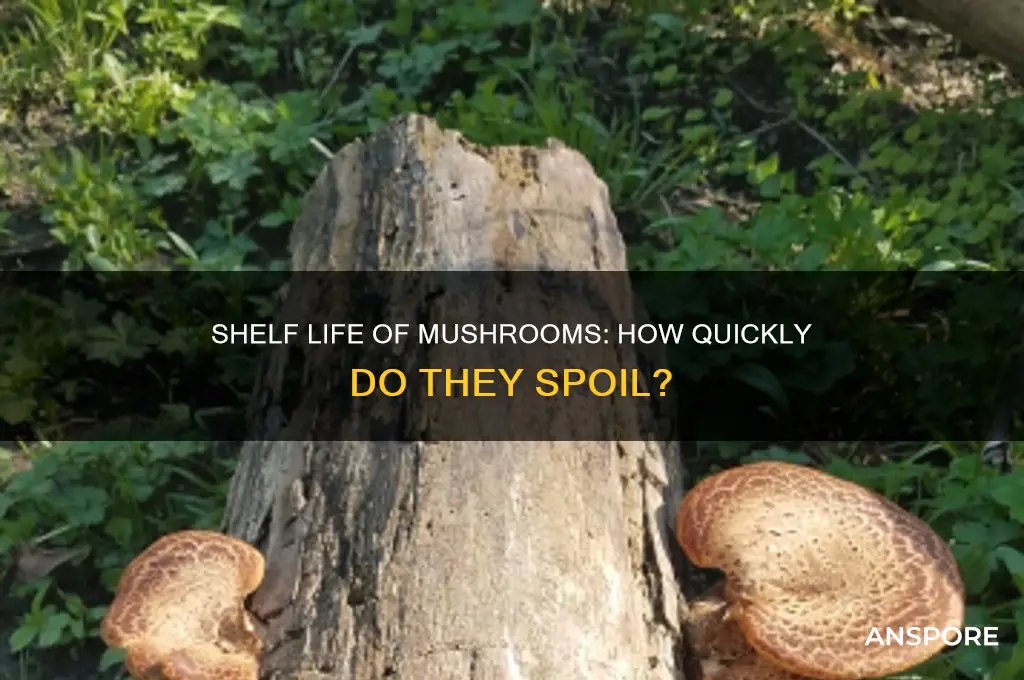 how long does it take for mushrooms to go off