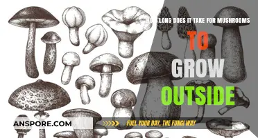 Outdoor Mushroom Growth Timeline: Factors Affecting Harvest Time
