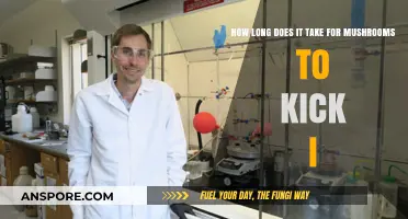 Mushroom Effects Timeline: How Long Until You Feel the Kick In?