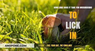 How Long Does It Take for Mushrooms to Kick In?