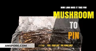 Mushroom Pinning Timeline: Factors Affecting Fruiting Body Formation