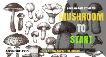Mushroom Growth Timeline: When Will Your Fungi Finally Start Sprouting?