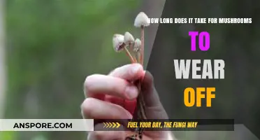 Mushroom Effects Timeline: How Long Do Shrooms Last in Your System?