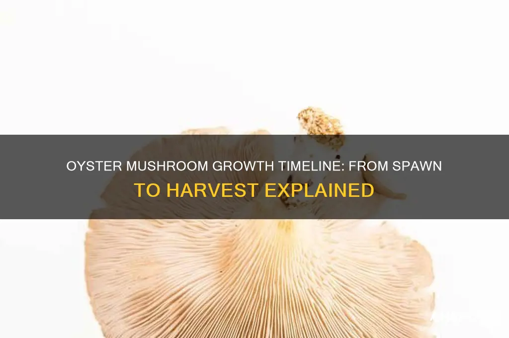 how long does it take for oyster mushrooms to grow