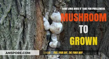 Phellinus Mushroom Growth Timeline: From Spores to Maturity Explained