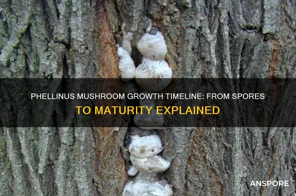 how long does it take for phelleneus mushroom to grown
