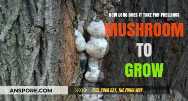 Phellinus Mushroom Growth Timeline: Understanding Cultivation Duration