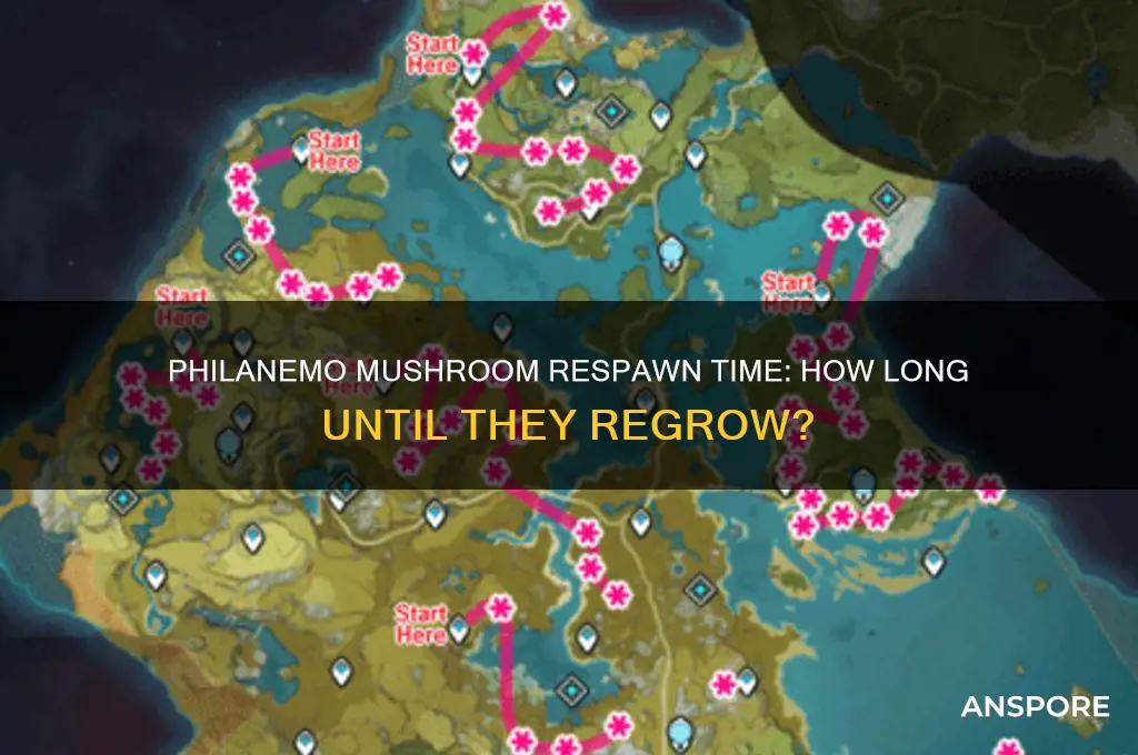 how long does it take for philanemo mushrooms to respawn
