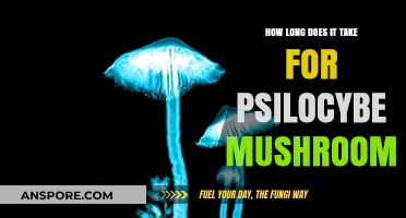 Psilocybe Mushroom Effects: Duration and Timeline Explained