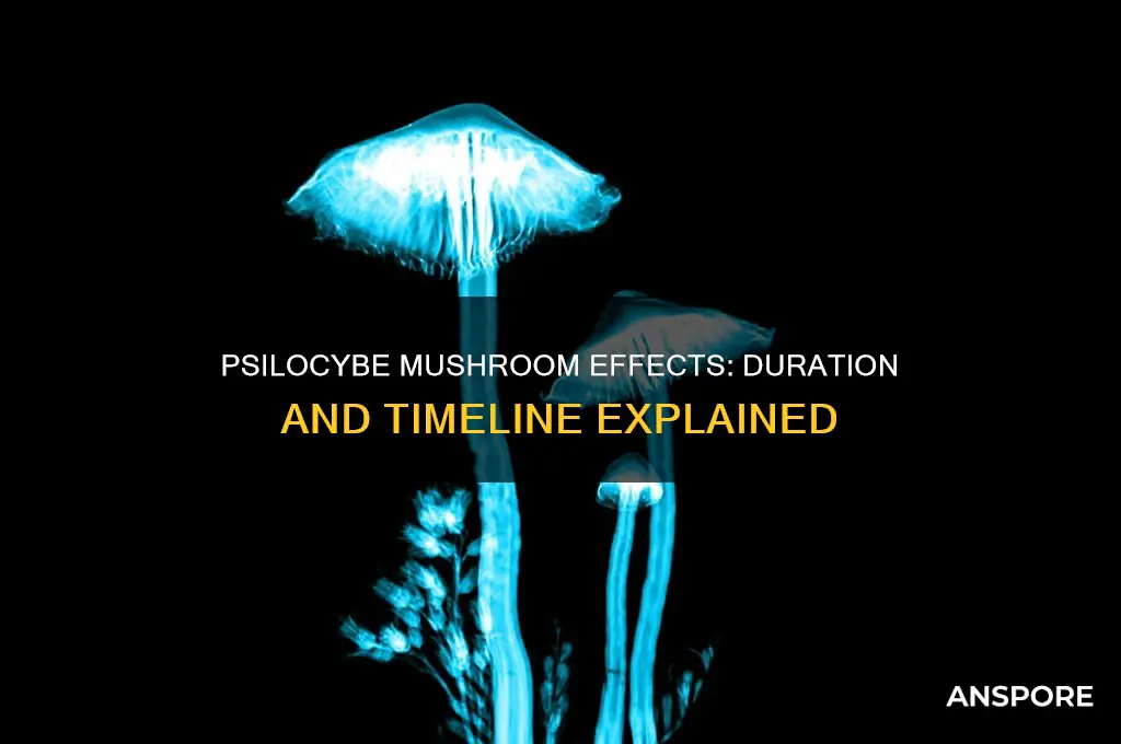 how long does it take for psilocybe mushroom