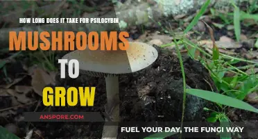 Psilocybin Mushroom Growth Timeline: From Spores to Harvest Explained