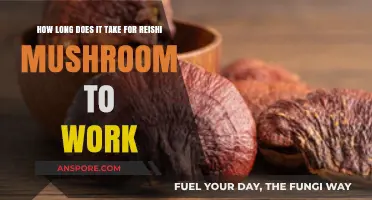 Reishi Mushroom Benefits: Understanding Its Timeframe for Optimal Effects