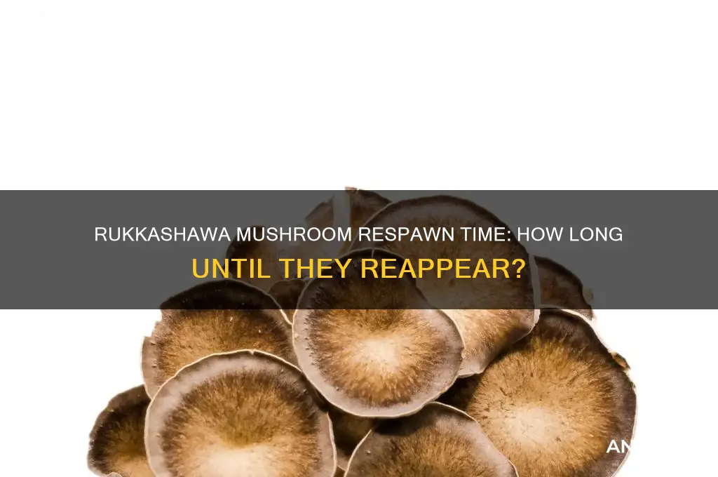 how long does it take for rukkashawa mushrooms to respawn