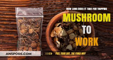 Timing Your Trip: How Soon Do Magic Mushrooms Take Effect?