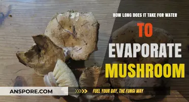 Mushroom Drying Time: How Long for Water to Evaporate?