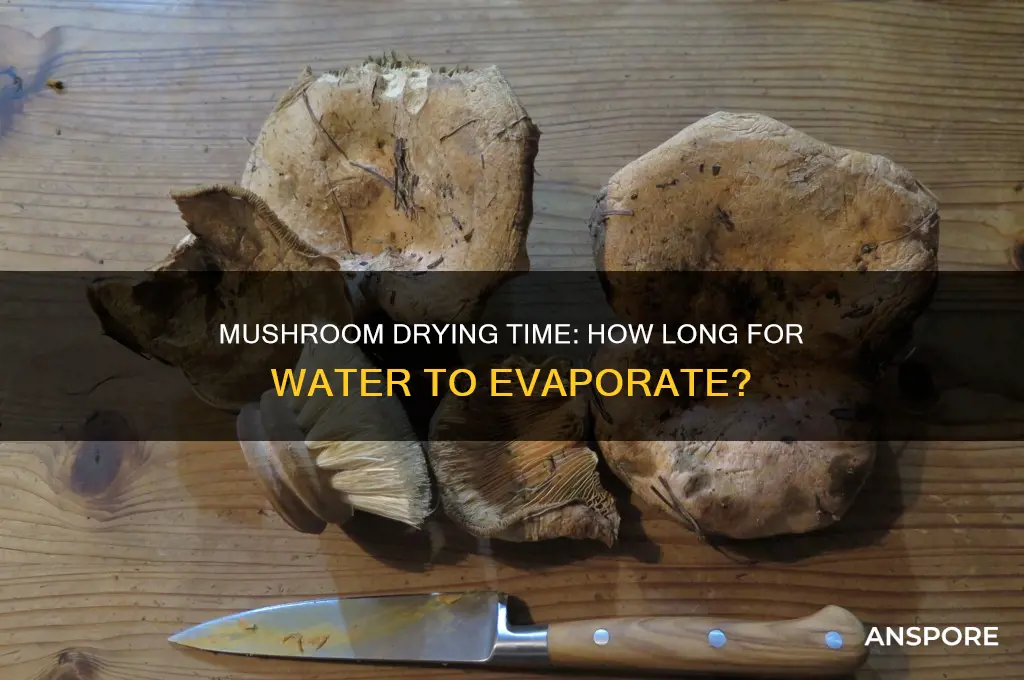 how long does it take for water to evaporate mushrooms