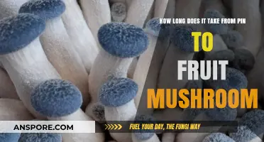 Pin to Plate: Understanding Mushroom Fruiting Time and Growth Stages