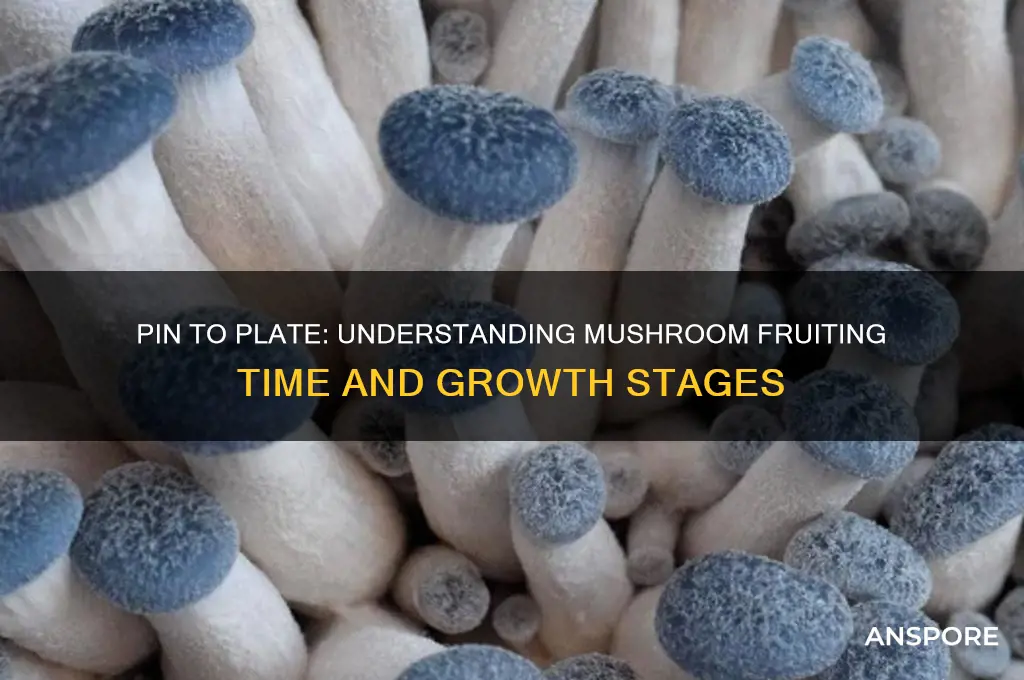 how long does it take from pin to fruit mushroom